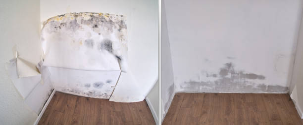 Best Best Mold Removal Companies  in Kannapolis, NC